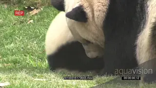 Giant Panda bear mother playing with the cub MS GENERAL BEHAVIOUR