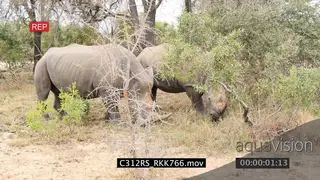 White rhinos (2) grazing together SCENIC 4K