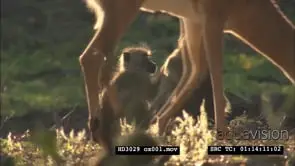 Impala antelope grazing and Yellow Baboons grooming
