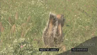Ground squirrels (2) feeding on seeds and grasses on open grassland