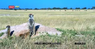 Three baby meerkats standing with their mother looking around the field Alert and one.