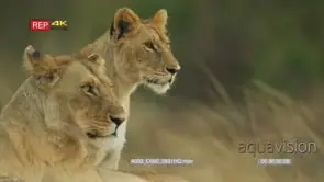 Close side shot of lioness and lion cub's heads