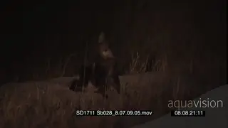Juvenile Brown hyena walking around through tall dry grass entering den at NIGHT