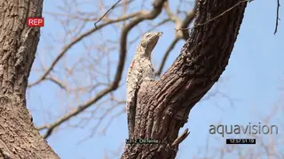 Potoo (Nyctibius grandis) sleeping resting in tree