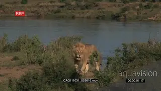 African Lion walking on bushveld and looking around LS PAN