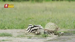 Zebra carcass
