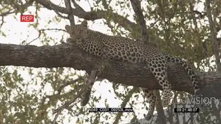 Leopard resting on tree LA MLS