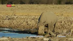 Black rhino drinks from a waterhole