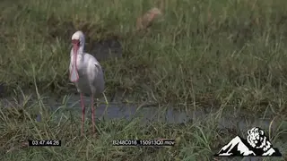 African Spoonbill standing and preening on flooded grassland MS ZO MLS