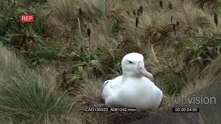 Southern Royal Albatross nesting and looking around in long grass MLS GOOD LIGHT