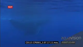 A family of humpback whales swimming and the adults watching over the young on the.