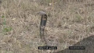 Mozambique Spitting Cobra laying on grass looking around XCU TD ZO MLS ZI MCU