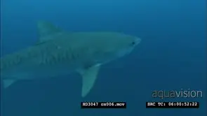 Tiger shark passing close to camera UW CU