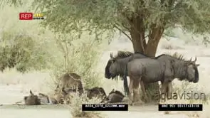 Wildebeest herd with foals under tree