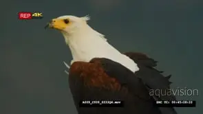 Close up of african fish eagle standing on the log looking around