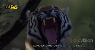 Tiger yawning, laying down and looking around. Shot with CU late afternoon.