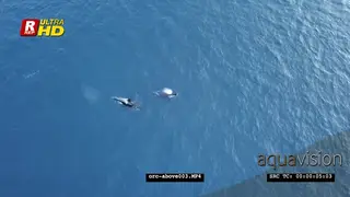 DRONE AERIALS Orca Killer Whales hunting herring in noway