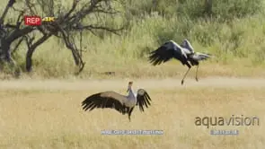 Pan with secretary bird running from springbok and wildebeest to other secretary bird and.