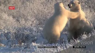 A pair of polar bears stand off aggressive bitting on twig attempting to fight