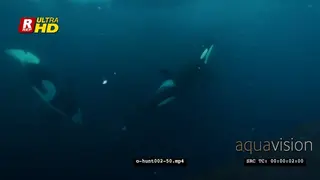 Orca Killer Whales hunting herring in noway UW