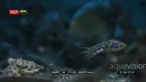 A pair of blue-ringed octopus, Hapalochaena sp mating