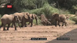 African Elephant herd, Young bulls sparring. AmCam