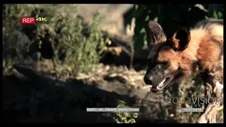 African Wild dog walking in the dark bush with blood on the face MS
