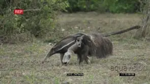 Giant Anteater walking with the baby on the back