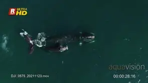 Adult Southern right whale swimming, lob tailing and V- shaped blow