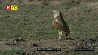 Burrowing owl back view, looking around and flying out of frame.