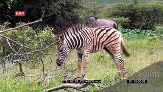 Zebra calf standing walking and grazing on bushveld LS