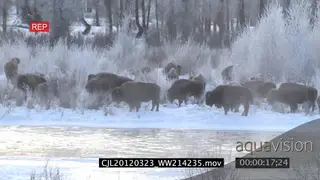 Bison herd standing and grazing on snowy prairie XWS PAN ZI LS
