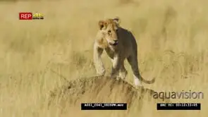 Lion cub lays down on an anthill