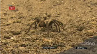 Baboon tarantula Spider walking around carrying a prey to feed SCENIC
