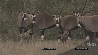 Leopard tortoises mating in FG as African Wild dog pack hunt stalk surrounding Gemsbok.