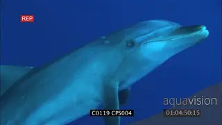 Bottlenose dolphin swimming around UW GENERAL BEHAVIOR