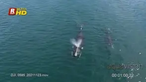 Adult female Southern right whale mother with a young swimming over and below and blowing