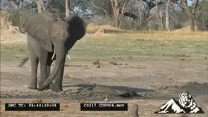 African Elephant Mother Pushing her calf helping her out of the Thick Mudhole
