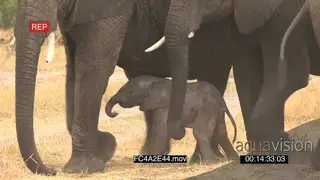 African elephant baby struggling to stand attempting to suckle from mother