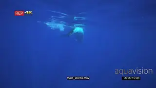 Male Humpback whale surface taking breath WS UW