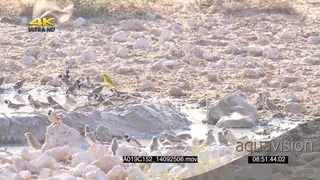 Cuckoo-finch weaver amongst Flock of Cape Sparrows Sociable Weavers at waterhole