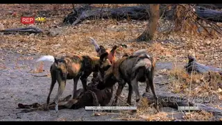 African Wild Dogs at a fresh Impala Kill, feeding and tearing at flesh