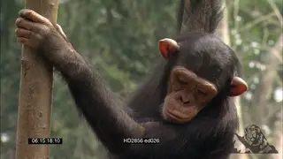 Chimpanzee holding onto tree looking down. Medium shot.