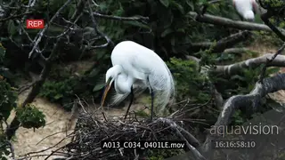Great Egret nesting another standing on tree eating and Roseate Spoonbills moving in.