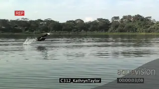 Fish Eagle Flying Catching Prey Slow Motion