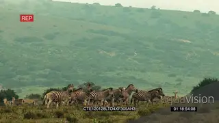 Zebra and Waterbuck herds walking standing and looking at camera in bushveld WS