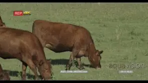 Cow standing and grazing on Grassland others walking into the shot LS
