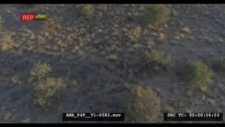 Aerial Drone African lions sleeping resting near bushes