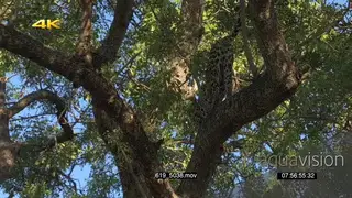 Leopard climbing up the tree GENERAL BEHAVIOR GREEN MS TU