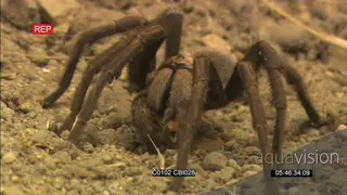 Baboon tarantula spider feeding on a prey MCU GOOD LIGHT